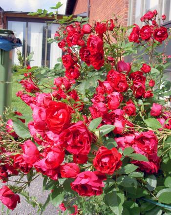 gallery_8514_3877_267326.jpg