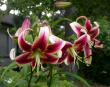tn_gallery_276_1323_81071.jpg
