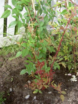 gallery_8514_2668_90091.jpg