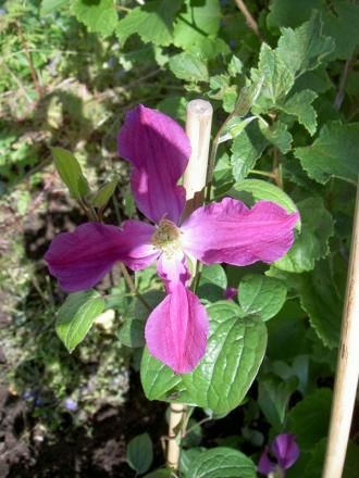 gallery_8514_2672_88565.jpg
