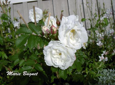 gallery_8514_2907_68741.jpg