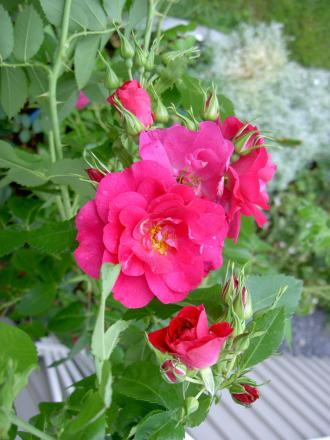 gallery_8514_3877_53456.jpg
