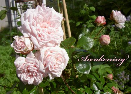 gallery_8514_3880_144797.jpg