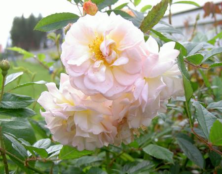 gallery_8514_3880_152955.jpg