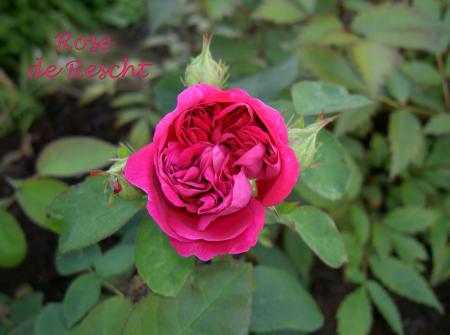 gallery_8514_3880_42056.jpg
