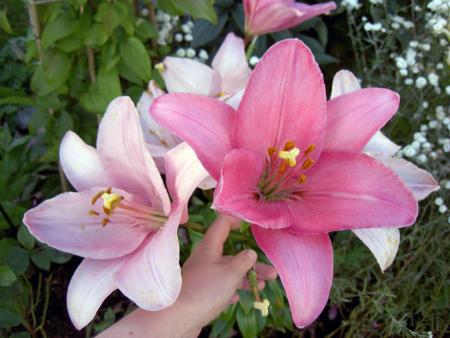 gallery_8514_3880_49035.jpg