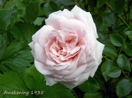 gallery_8514_3880_64398.jpg