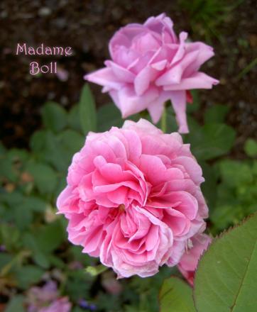 gallery_8514_3880_76607.jpg