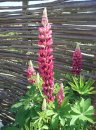 gallery_1419_3885_3487.jpg