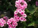 gallery_1419_3885_5447.jpg