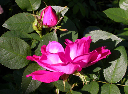 gallery_276_1650_67764.jpg
