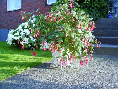 gallery_19305_2975_158210.jpg