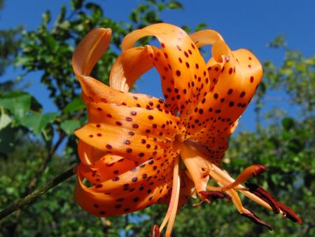 gallery_19984_3887_337810.jpg