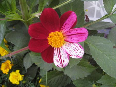 gallery_23204_3889_50041.jpg