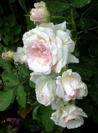 gallery_276_1271_44909.jpg