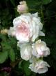 tn_gallery_276_1271_44909.jpg