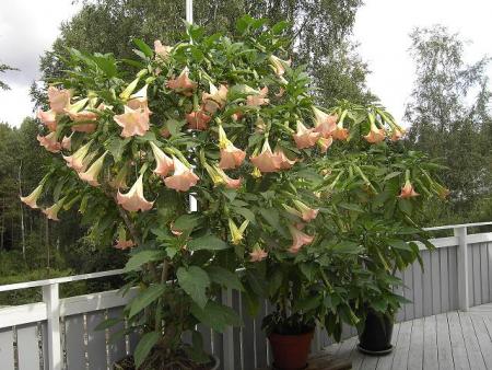 gallery_12962_3557_28215.jpg