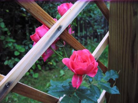 gallery_23163_3824_113860.jpg