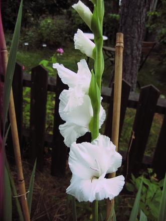 gallery_23163_3893_108505.jpg