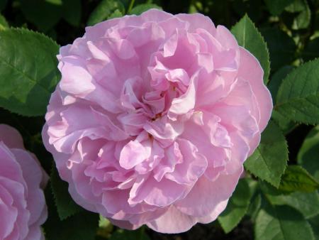 gallery_7206_3894_16248.jpg