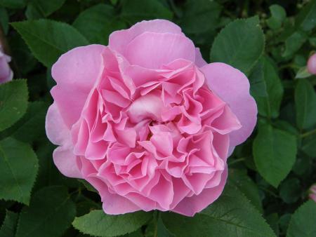 gallery_7206_3894_44416.jpg