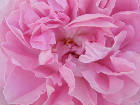 gallery_7206_3894_79816.jpg