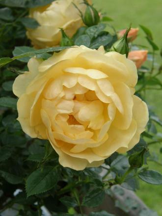gallery_7206_3895_10531.jpg