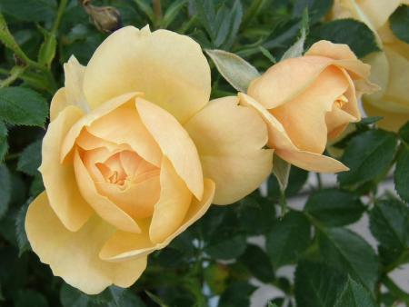 gallery_7206_3895_50829.jpg