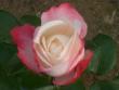 tn_gallery_10191_1987_234736.jpg