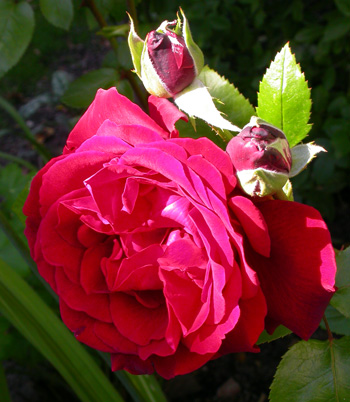 gallery_276_1648_59947.jpg