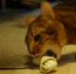 tn_gallery_1090_960_19422.jpg