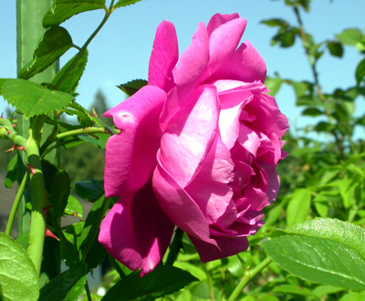 gallery_276_1250_35323.jpg