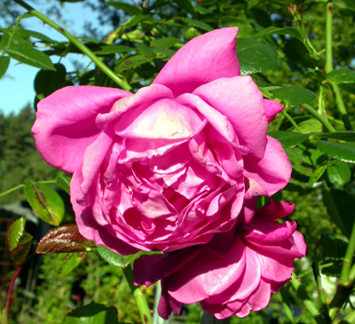 gallery_276_1250_89921.jpg