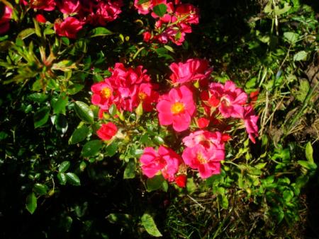 gallery_12789_2988_77262.jpg