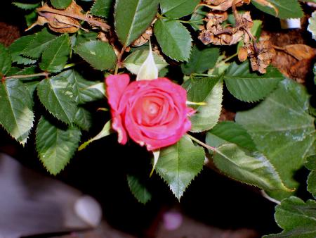 gallery_22761_3838_53404.jpg