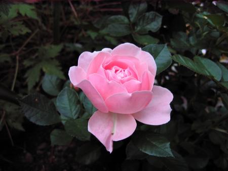 gallery_23163_3824_58031.jpg