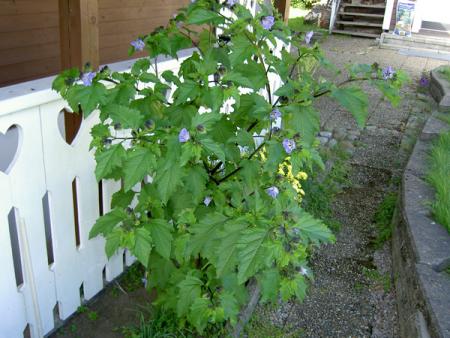 gallery_26140_3905_117795.jpg