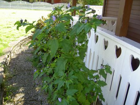 gallery_26140_3905_179736.jpg