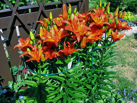 gallery_26119_3908_162138.jpg