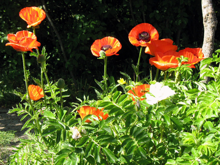 gallery_26119_3908_193250.jpg