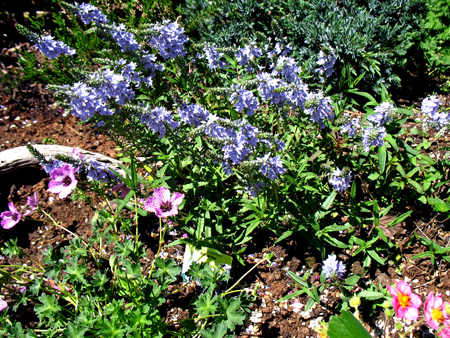 gallery_26119_3908_86923.jpg