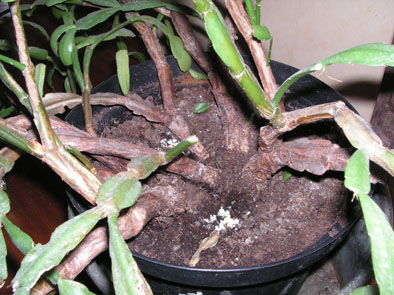 gallery_26224_3915_10434.jpg