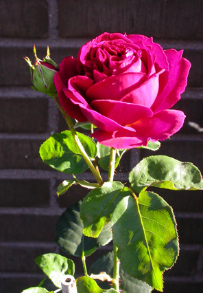 gallery_276_1247_59908.jpg