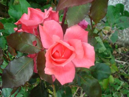 gallery_12789_2988_102379.jpg
