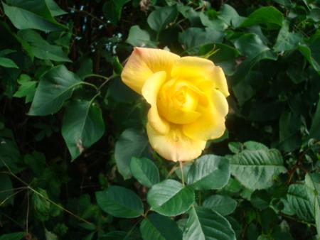 gallery_12789_2988_103662.jpg