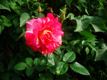 gallery_12789_2988_112101.jpg