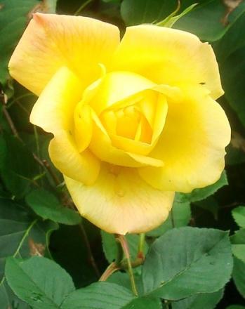gallery_12789_2988_70957.jpg