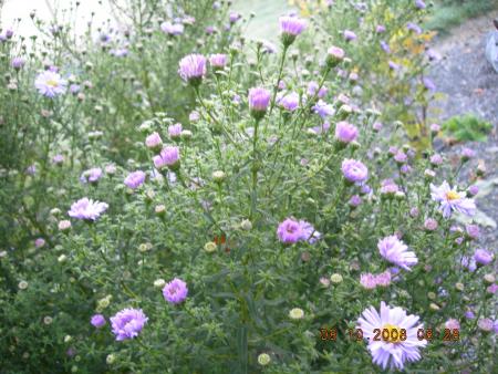 gallery_16329_3450_191355.jpg
