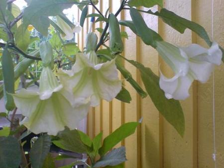 gallery_26239_3921_26426.jpg