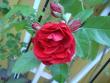 tn_gallery_26239_3921_4712.jpg